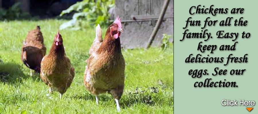 2 Chickens And A House