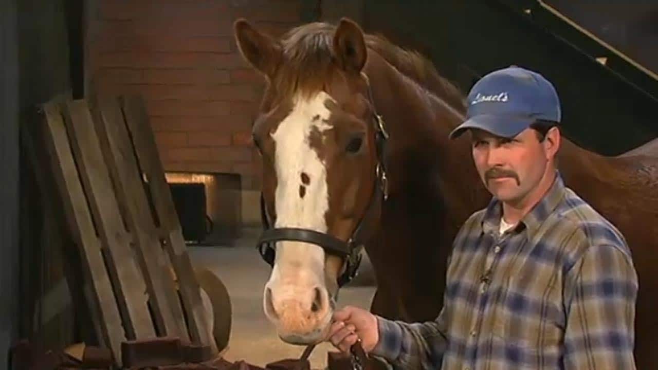 Barnie’s Horse Treats