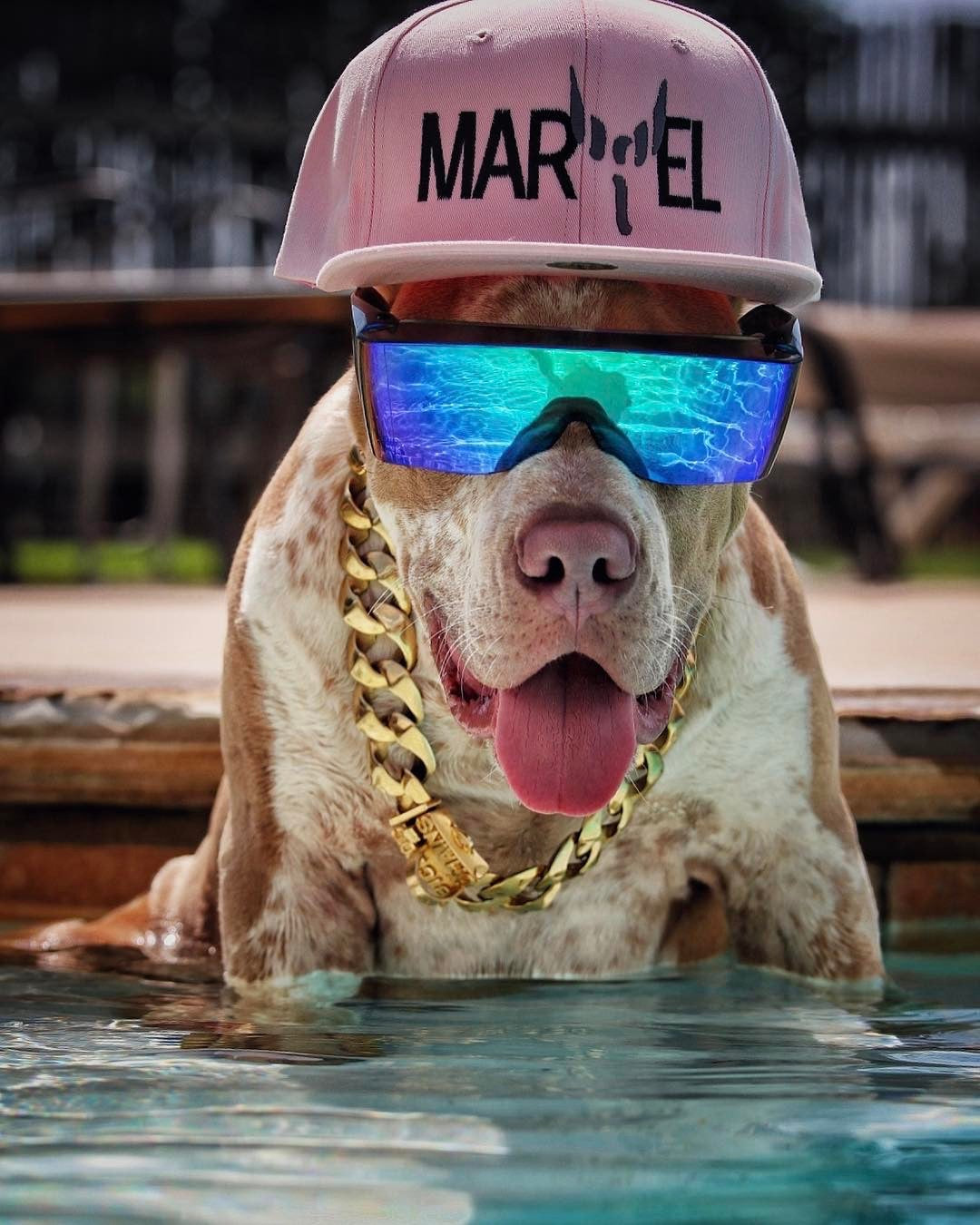 Big Dog Chains