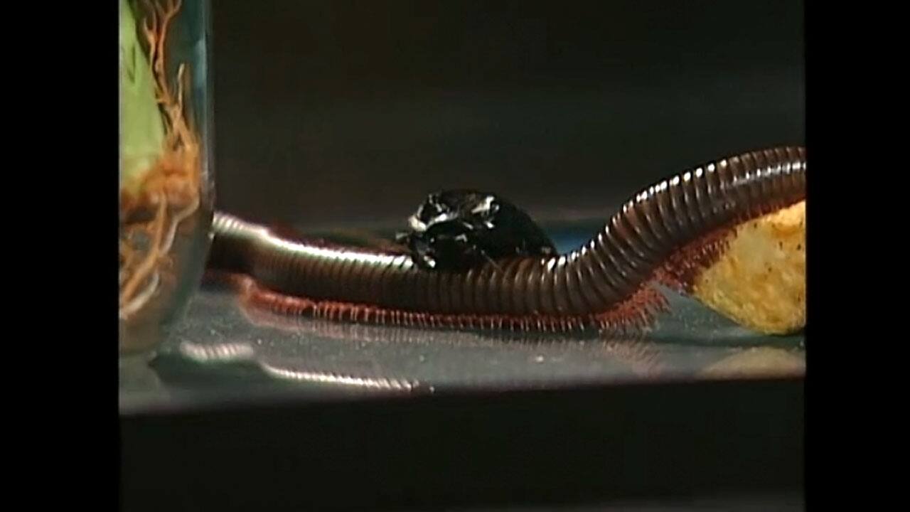 Bug Lady Museum