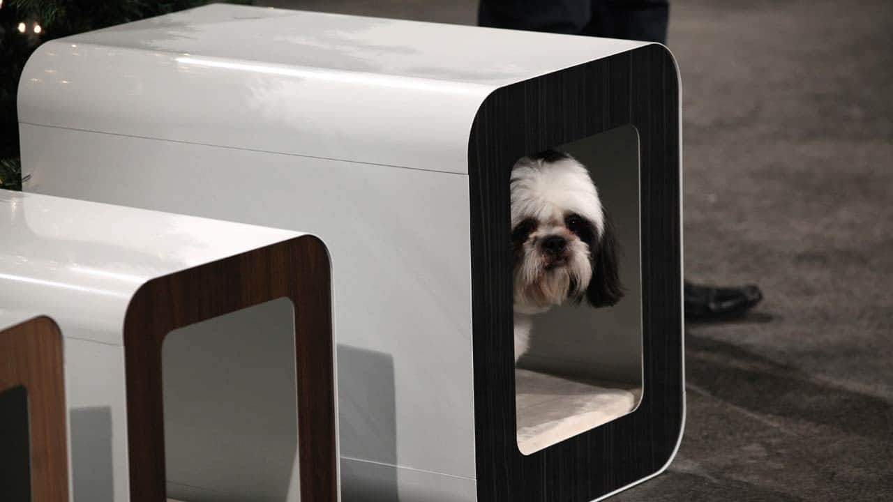 Kooldog House