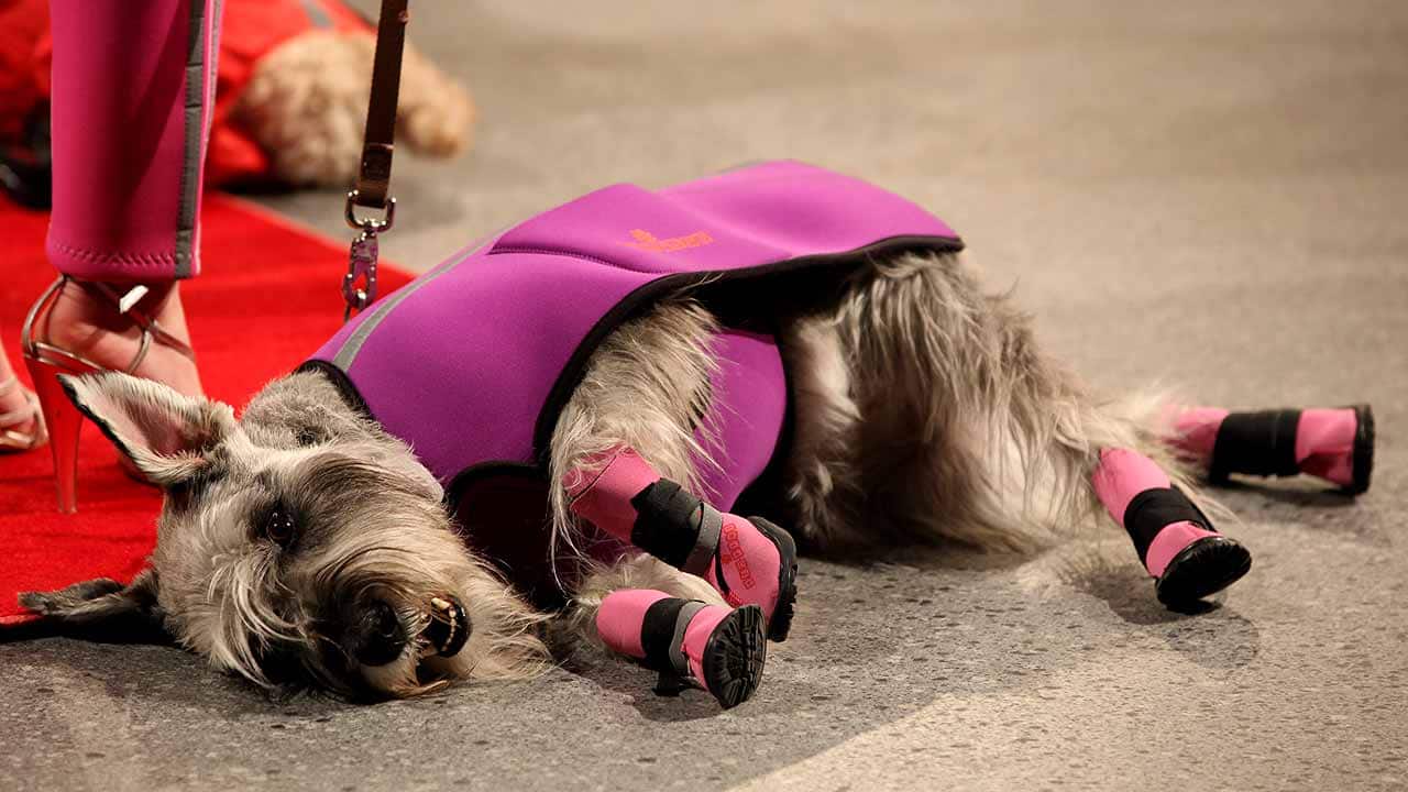 Neo-Paws