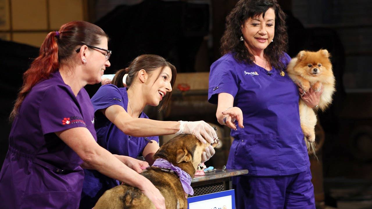 Pampered Pets Teeth Cleaning