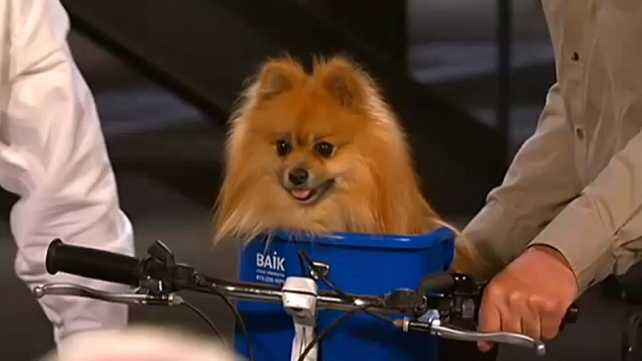 Pet Taxi
