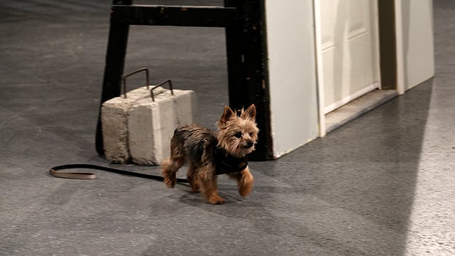 The Mobile Pet Door